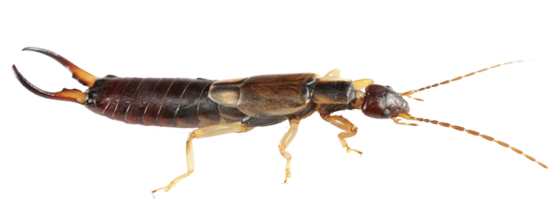 Kulağakaçan Böceği İlaçlama