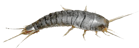 Gümüşcün böceği ilaçlama